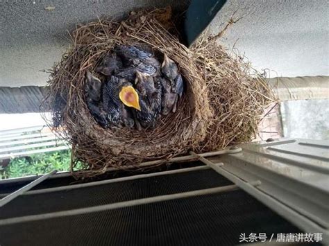 小鳥在窗戶築巢|一隻鳥從築巢，生蛋，孵蛋，小鳥破殼，起飛的全過程